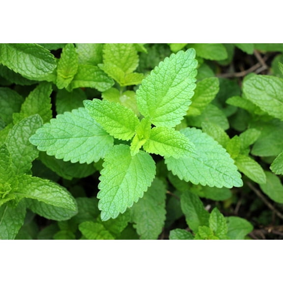 Seed Pack - -Pleasant Himalayan Mint-  Elsholtzia blanda -20 Garden Herb Seeds!  Natural Non GMO -Aromatic Herb