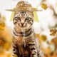 thumbnail image 4 of Sombrero de paja floral para mascotas, sombrero de paja tejido a mano para primavera y verano, talla M (amarillo), 4 of 6