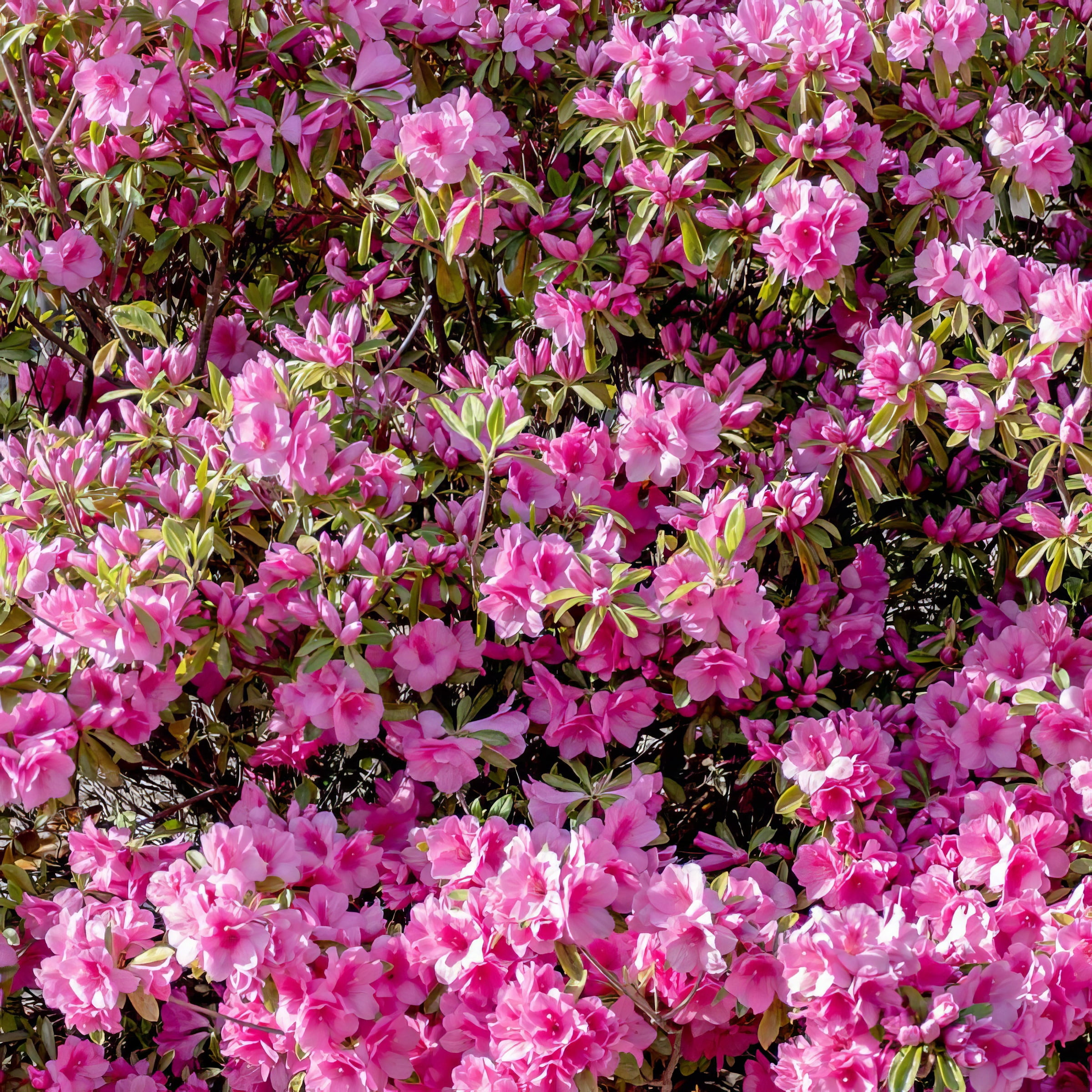 Live Shrub 3 gal Azalea 'Pink Ruffles' with Partial Sunlight