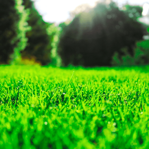 Emerald Zoysia Grass Seeds, 10000 Emerald Zoysia Seed for Home Garden, Ready to Grow