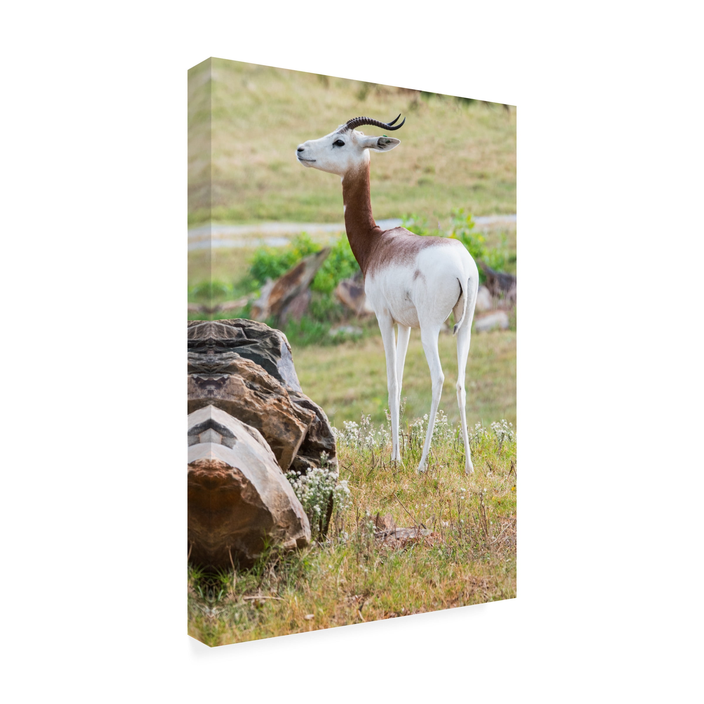 Robert Michaud 'Addra Gazelle 1' Canvas Art