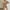 Khaki, variant on Pitauce Swimsuit Coverup for Women Crochet Coverup Bell Sleeve Beach Backless Bathing Suit Summer Cover Ups Bikini Swimwear on Clearance