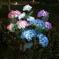 thumbnail image 4 of XEOVHV Solar Garden Lights - 2024 Version Solar Lights Outdoor, Colorful Lights,Hydrangea Flower Lights for Yard Decor, Garden Decoration, Two Lightning Modes & Enlarged Solar Panel, 4 of 7