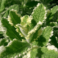 thumbnail image 6 of Pineapple Mint Plant Live for Planting, Mint Plant Variegated Pineapple Mint, Mint for Home Garden Growing, 2-4 Inch Tall, 6 of 9
