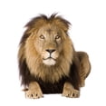 thumbnail image 2 of Lion 4 and Half Wall Decal Sticker, Wallmonkeys Peel & Stick Vinyl Graphic (18 in H x 15 in W), 2 of 4