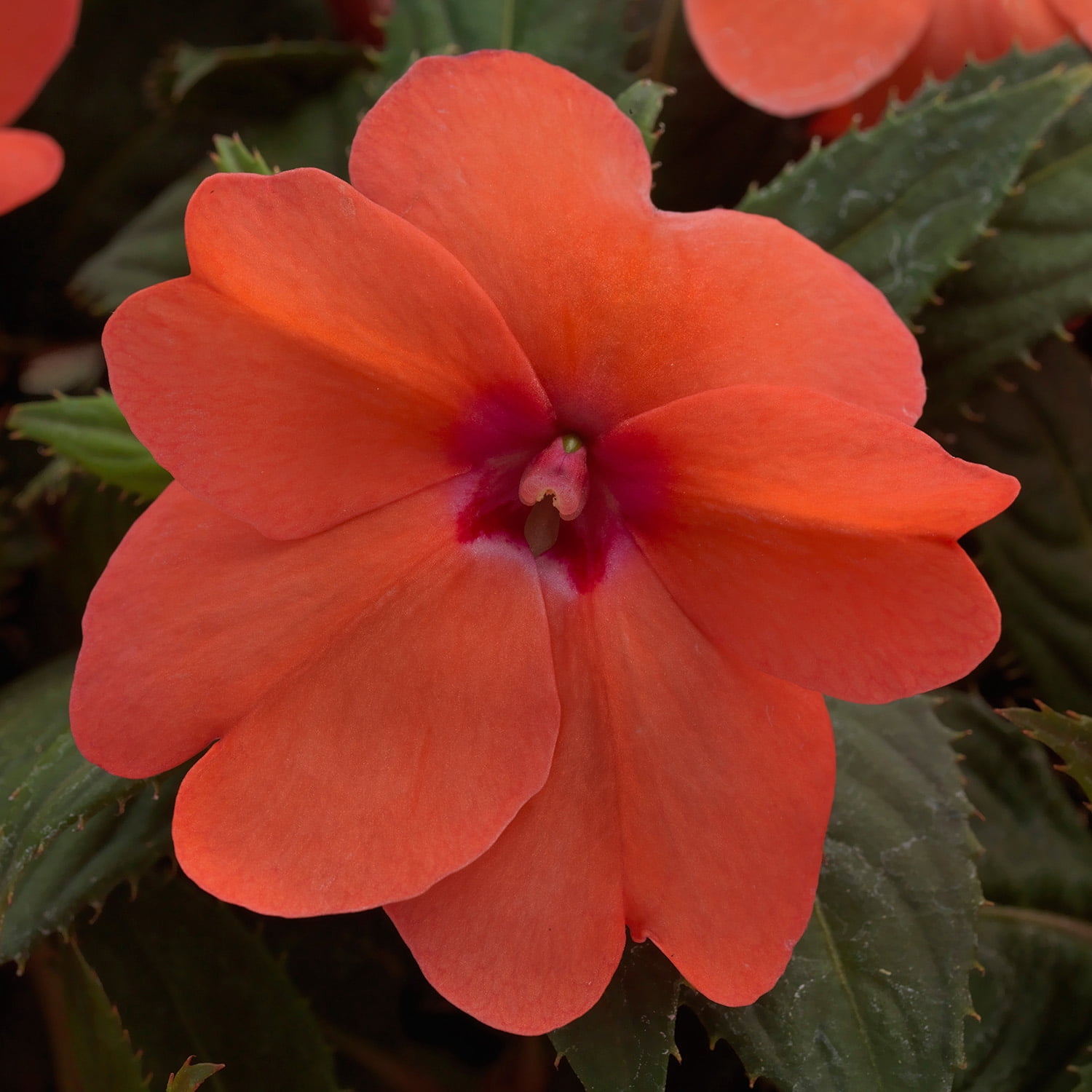 Altman Plants Orange Sunpatiens, 2.5 Qt. Pot, Full Sun to Part Shade, Flowering Live Plants