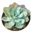 thumbnail image 4 of Echeveria Raindrops (2"+ Plastic Pot) - Tiny, Lovely, Easy to Care Succulents - Live Succulents for Home Office, 4 of 7