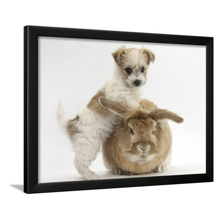 - Bichon Frise Cross Yorkshire Terrier Puppy, 6 Weeks, and Sandy Rabbit Framed Print Wall Art By Mark Taylor