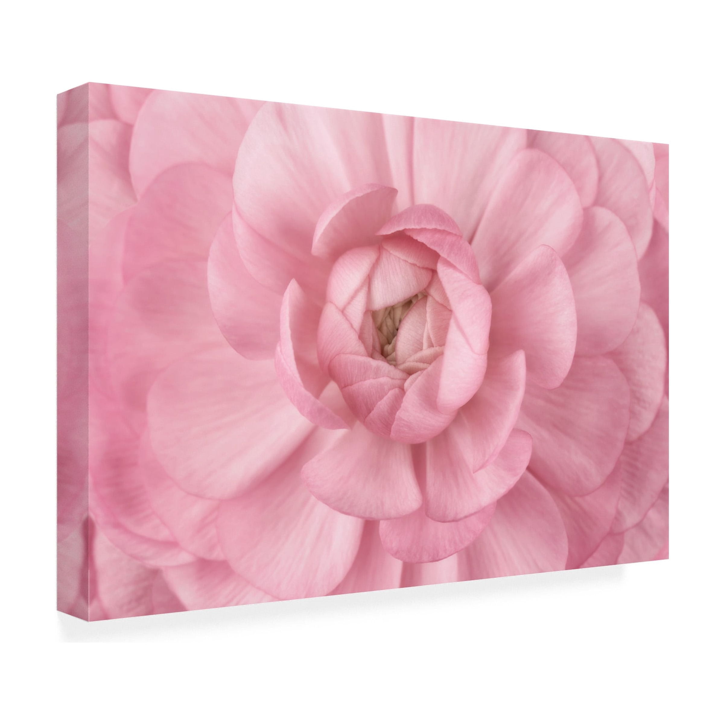 Trademark Fine Art 'Pink Flower Petals' Canvas Art by Cora Niele