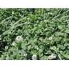 Patriot White Clover Seed - 10 Lbs.