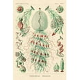 thumbnail image 2 of Haeckel, Ernst 23x32 Black Ornate Wood Framed with Double Matting Museum Art Print Titled - Haeckel Nature Illustrations: Siphoneae Hydrozoa, 2 of 4