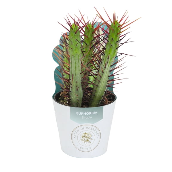 Altman Reserve Rare Unique Euphorbia Single Succulent in 3" Wrap Pot (1 Count)