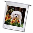 thumbnail image 2 of 3dRose, USA, California. Maltese in a flower pot with flowers., 12 x 18 inch Garden Flag, 2 of 2