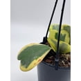 thumbnail image 5 of Variegated Hoya Kerrii Heart On The Vine Very Full, at Least 6 Hearts, Sweetheart Plant, 5 of 9