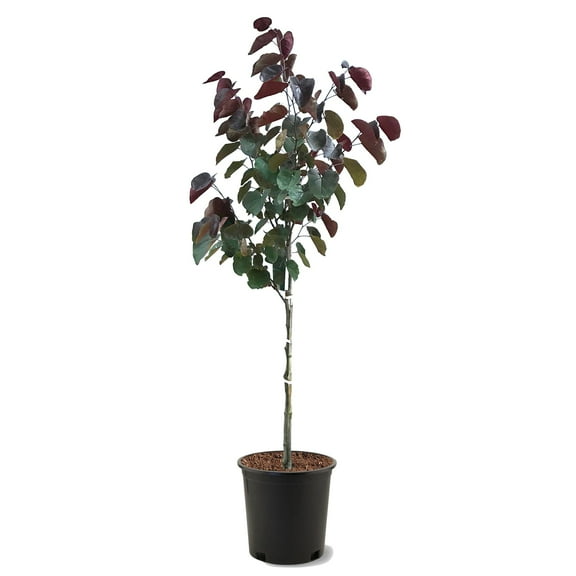 Expert Gardener 3-4 ft tall Stella Fruiting Cherry Live Tree in 7-Gallon Grower Pot