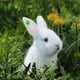 thumbnail image 4 of 100pcs Rabbit Ear Tags With Number Identification For Animal Tracking And Farm Management Durable Livestock Marking Supplies, 4 of 4
