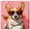Gallery Wrapped, variant on Sunbeam Pup Canvas Cute Pet Art Prints by Art Remedy, Gallery Wrapped, 20" x 20"