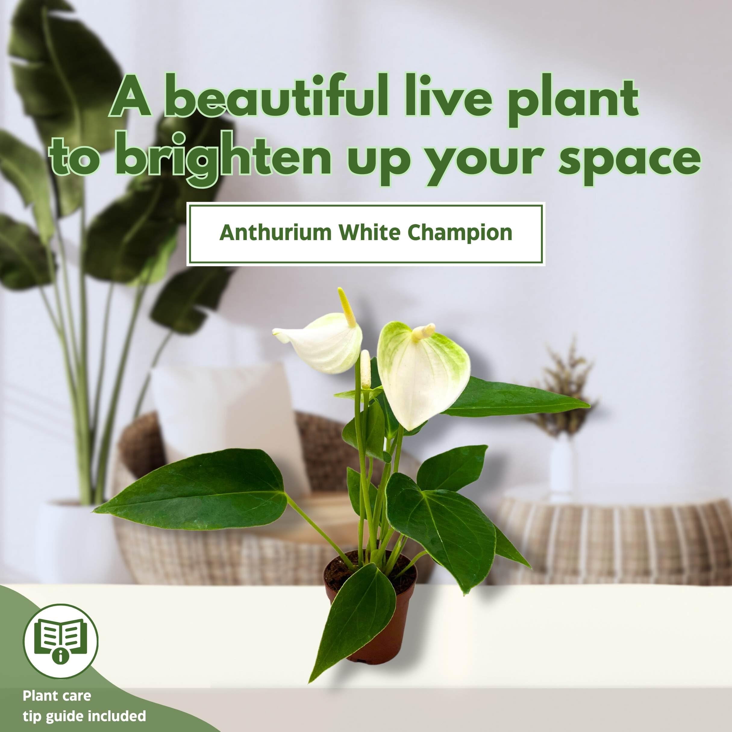 BubbleBlooms Anthurium White Champion 2 inch White Flower - Walmart  Business Supplies