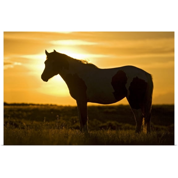 Great BIG Canvas | Rolled Larry Ditto Poster Print entitled Feral Horse in grass at sunset, sagebrush country east of Cody, Wyoming
