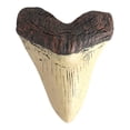 thumbnail image 2 of Dientes Resina 5 Pulgadas Del Dientes Beige para, 2 of 2