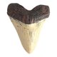 thumbnail image 2 of Dientes Resina 5 Pulgadas Del Beige para, 2 of 2