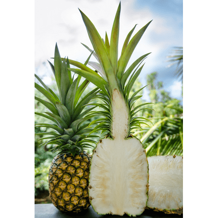 Sugarloaf Pineapple Plant Live for Planting, Sweet Pineapple Fruit Tree Live Plant for Garden 4 to 6 Inch Tall