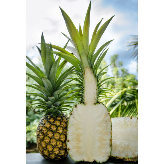 Sugarloaf Pineapple Plant Live for Planting, Sweet Pineapple Fruit Tree Live Plant for Garden 4 to 6 Inch Tall