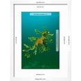 thumbnail image 3 of Leafy Seadragon an Example of Brilliant Camouflage, Animals World Culture Framed Art Print Wall Art Sold by Art.Com, 3 of 6