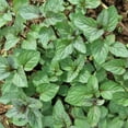 thumbnail image 4 of Set 4 Chocolate Mint Plants, 4 to 7 Inch Tall Starter Plant, Without Pot, Chocolate Mint Fresh Herb Plant for Patio and Garden, Culinary Herbs Fragrant Leaves, 4 of 5