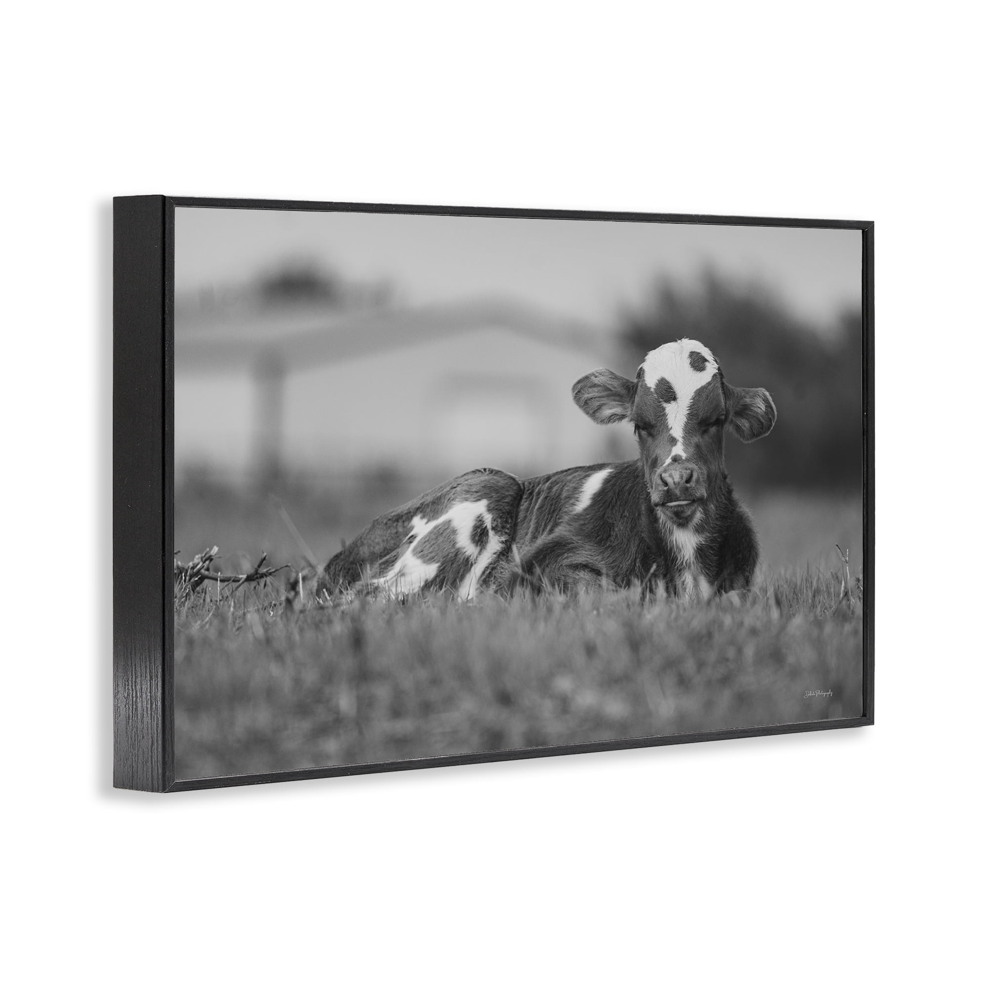 Stupell Industries Resting Cow in Grass Animals & Insects Photography Black Framed Art Print Wall Art, 24 x 16