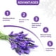 thumbnail image 3 of Sobres de lavanda, sobres de lavanda seca de 8 paquetes para armarios, cajones, bolsas de gimnasio, coches, armarios de lino, guardarropas. Levamdar LRWJ916, 3 of 8