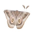 thumbnail image 2 of Capa de mariposa de Halloween, chal decorativo versátil para carnaval de mascaradas Café ligero, 2 of 9