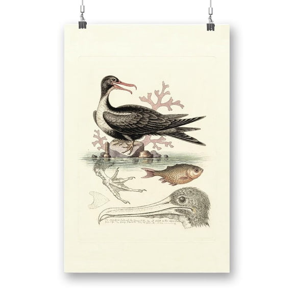 Aquatic Birds I Poster - Sydenham Edwards Designs,