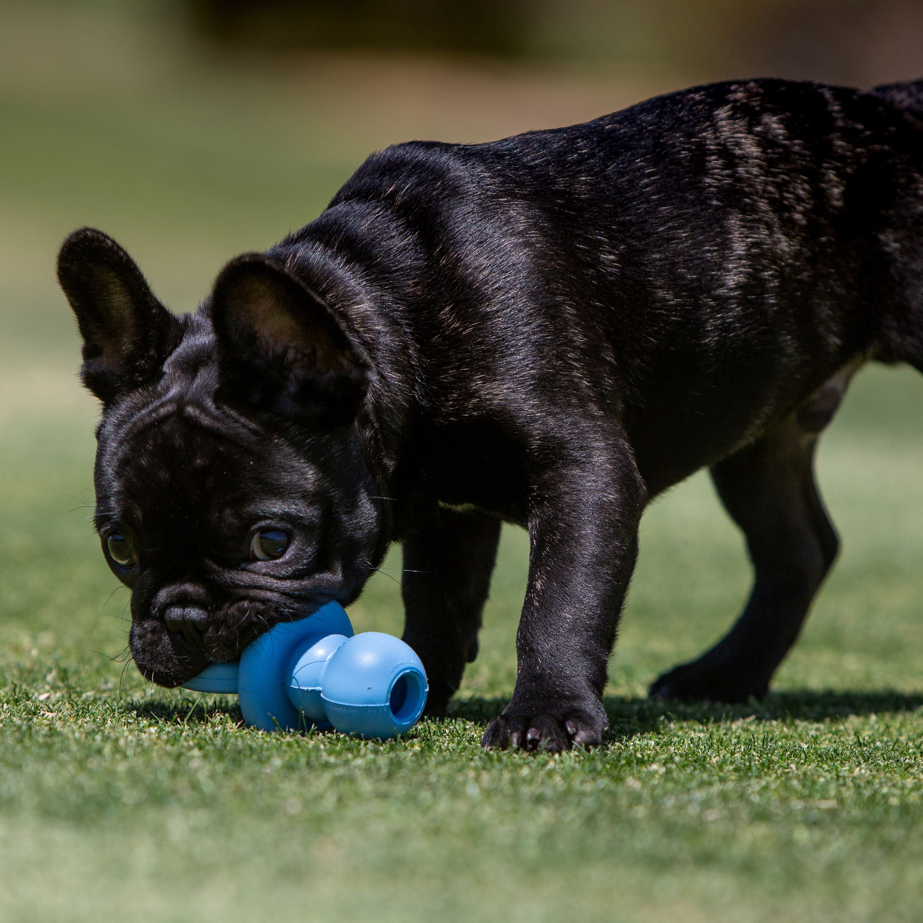 KONG® Puppy Binkie Stuffable Dog Toy, Blue, Small for Beginner Chewers
