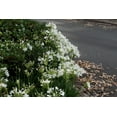 thumbnail image 5 of Agapanthus Getty White - 50 Live Plants - Blooming Groundcover Grass, 5 of 9