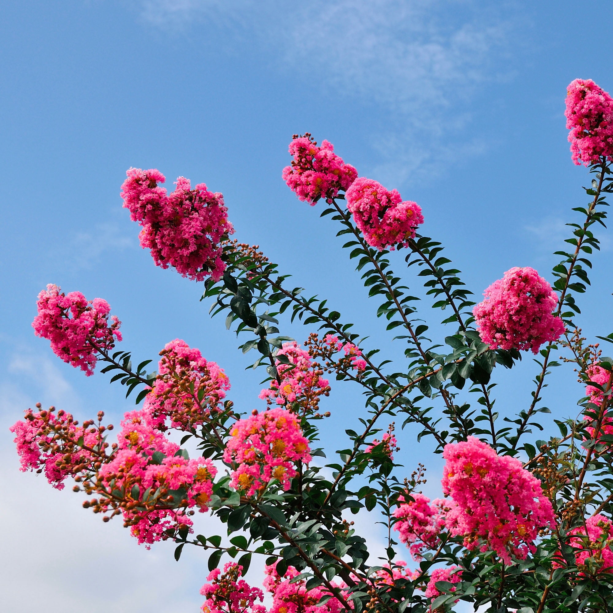 Expert Gardener Tuscarora Crape Myrtle Live Tree in 2.25-Gallon Grower Pot