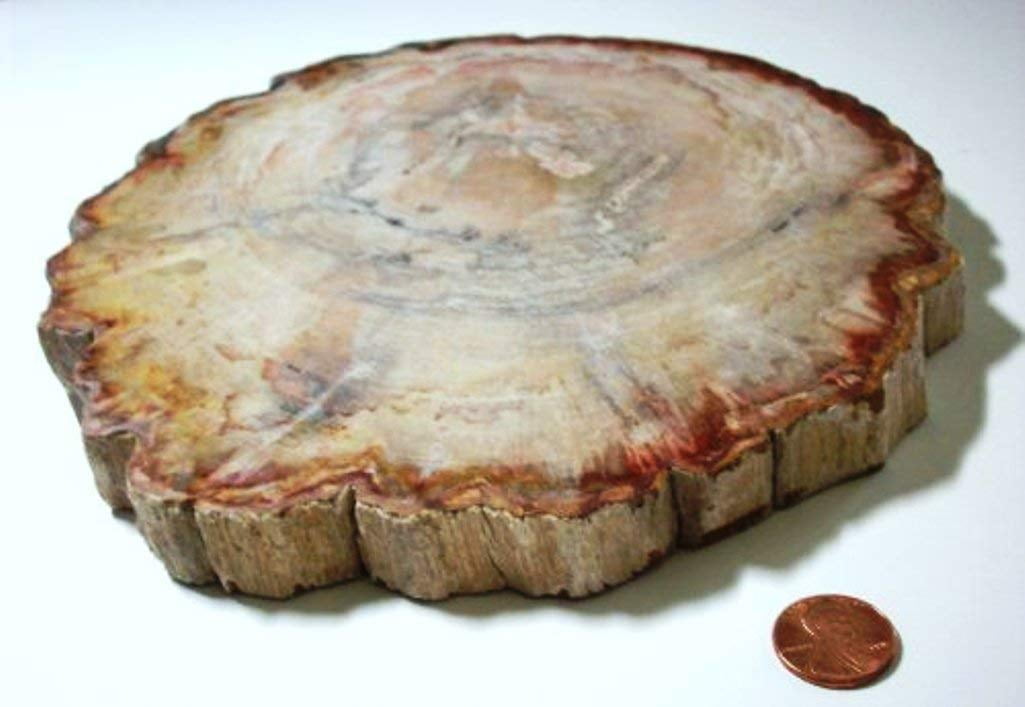 4”6” PETRIFIED LOG SLICE 1/2'' THICK POLISHED