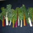 thumbnail image 2 of Swiss Chard Northern Lights Mix Seed, Untreated, 100 Seeds, 2 of 2