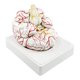 thumbnail image 2 of Modelo de cerebro humano Modelo de cerebro humano Herramienta de enseñanza de anatomía para la enseñanza de la escuela Suministros de ciencia educativa Recursos 7 piezas Sunnimix anatomía del cerebro, 2 of 4