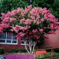 thumbnail image 3 of Crape Myrtle Pink Velour  20 Live Plants  Lush Magenta-Pink Blooms, Live Plant, Elegant Ornamental Shrub for Distinctive Garden Accents, 3 of 9