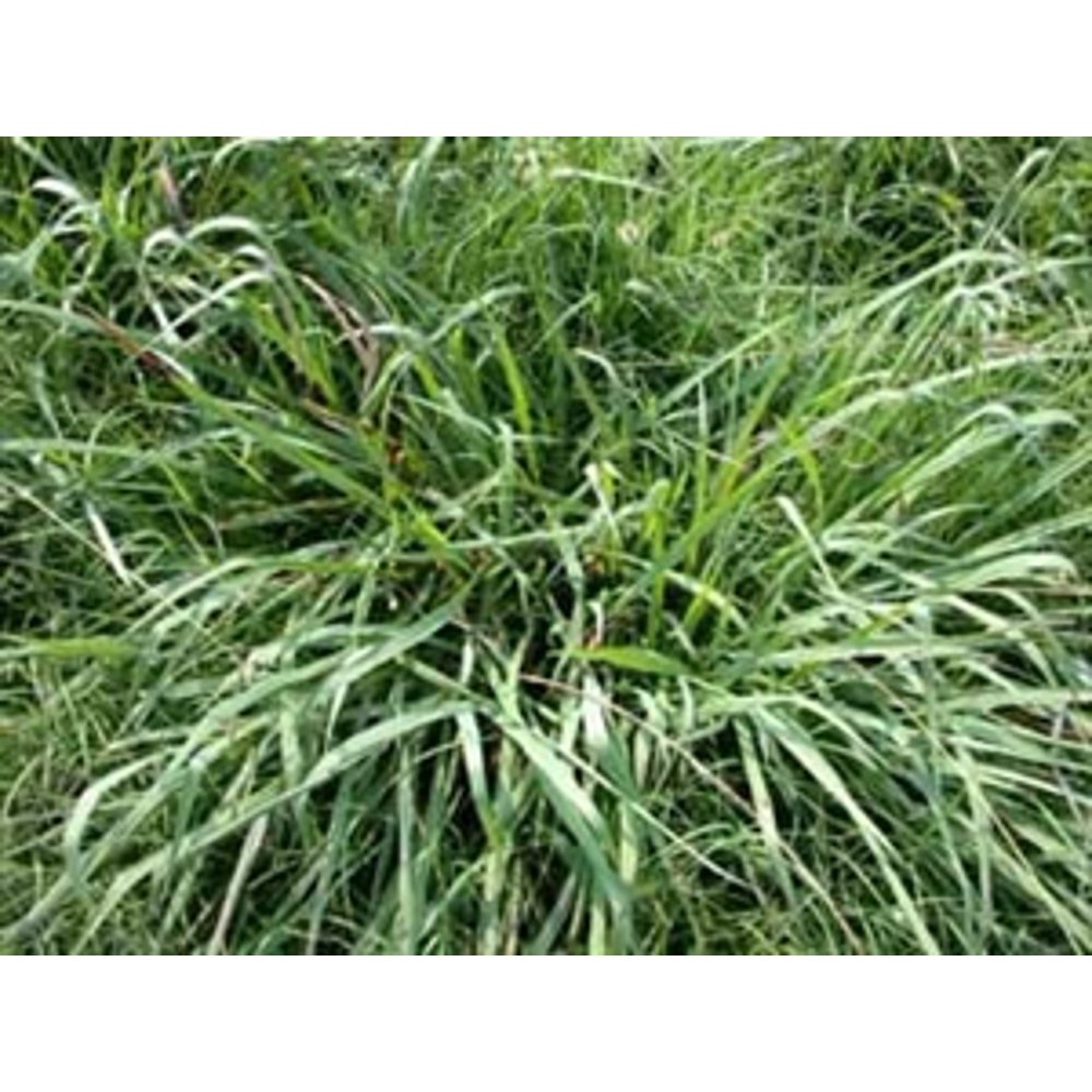 Dallis Grass Seed 10 Lbs.