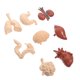 thumbnail image 4 of FELTECHELECTR juego de modelos de órganos humanos, accesorios didácticos, modelos cognitivos del cuerpo humano, 4 of 7