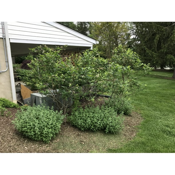 Expert Gardener 2.5QT Blueberry Edible Fruit Deciduous Live Plants