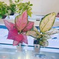 thumbnail image 6 of Sunjoy Tech 2Pcs Aquatic Plant Stands,Hydroponic Plants Baskets,Aquarium Flowerpot Plastic Hanger Fish Tank Decorations, 6 of 9