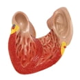 thumbnail image 5 of Modelo de corazón humano LIUXGMXG anatómico preciso Esqueleto humano de tamaño natural, 5 of 5