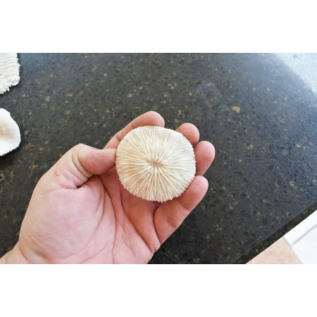 Natural Genuine White Mushroom Coral Home Decor Nautical Small 2-3