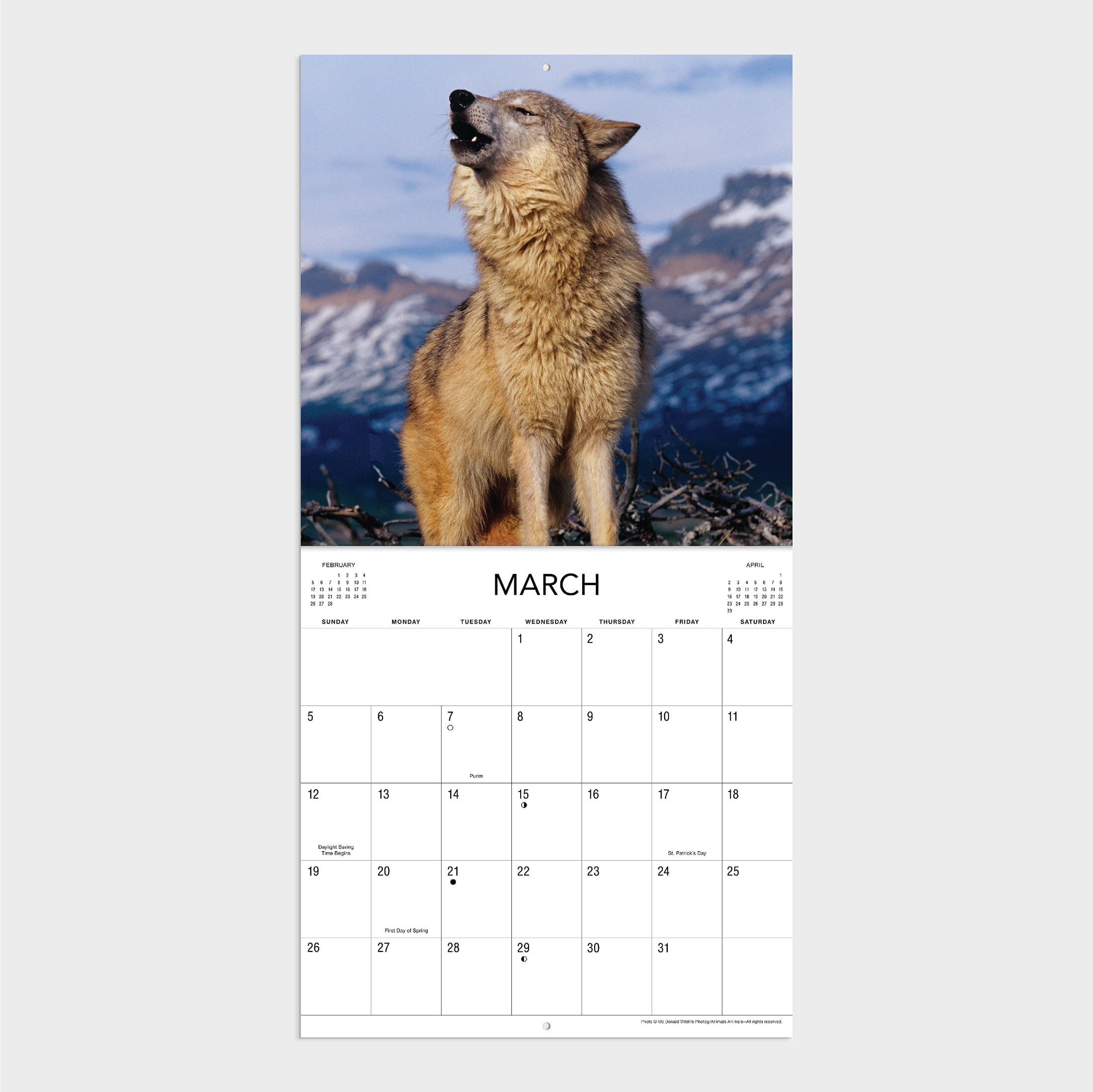 2023- 12 Month Calendar- Wolves 12x12 Hanging Wall Calendar by DaySpring