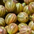 thumbnail image 6 of Terrasoul Superfoods Organic Amla Powder (Amalaki), 4 Lbs (1 Lb 4-Pack) - Rich in Antioxidant Vitamin C | Supports Immunity, 6 of 8