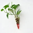 thumbnail image 3 of yotijay Clear Cone Glass Flower Holder Container Plant Pot Hanging Terrarium Bottle, 3 of 7