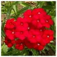 thumbnail image 4 of Everwilde Farms 1000 Red Drummond Phlox Flower Seeds, Native Wildflower, 4 of 5